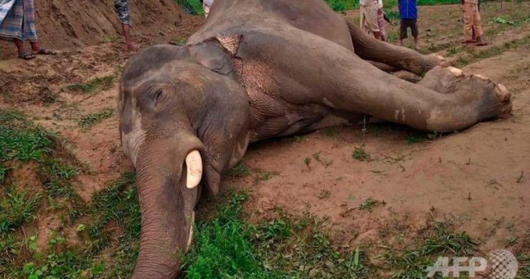 絶滅危機のアジアゾウが電線に接触し感電死、バングラデシュで