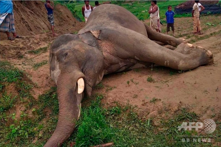 絶滅危機のアジアゾウが電線に接触し感電死、バングラデシュで