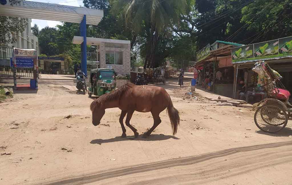 バングラデシュの観光地「コックスバザール」、コロナ禍で馬の餓死が相次ぐ
