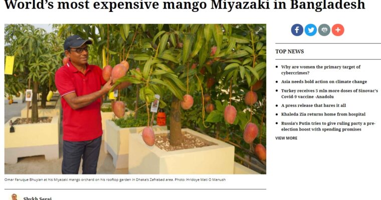バングラデシュで宮崎マンゴーを生産！？