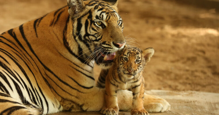 ダッカの国立動物園で２頭のベンガルタイガーが産まれる