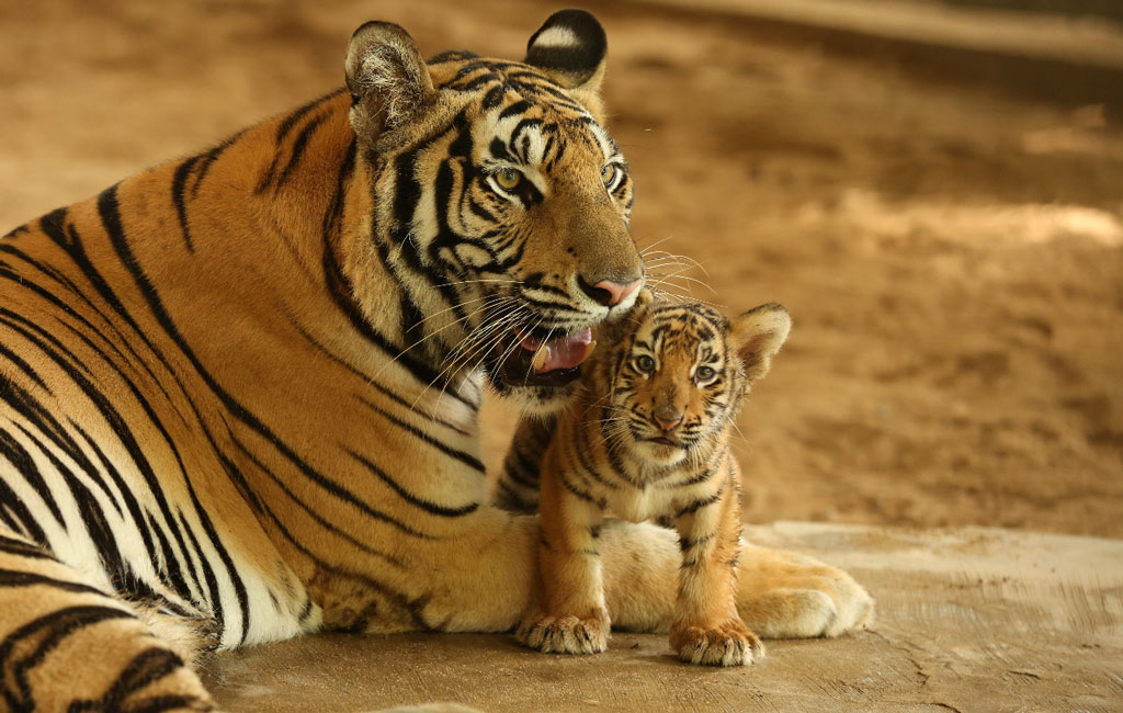 ダッカの国立動物園で2頭のベンガルタイガーが産まれる