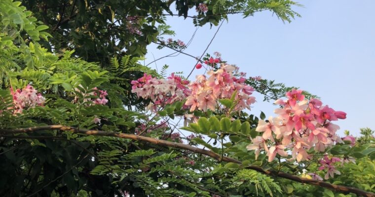「バングラデシュの桜！？が見頃を迎える」バリダラ公園＠ダッカ市バリダラ地区