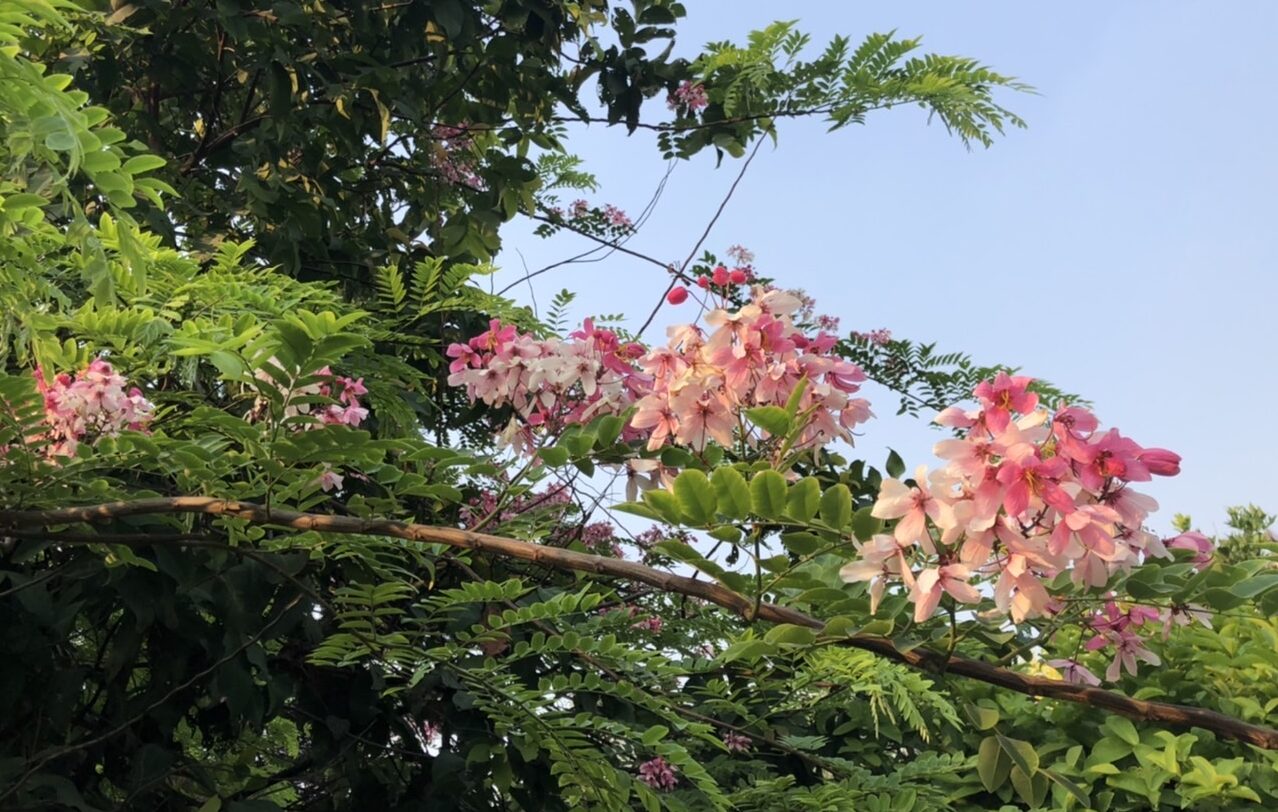 「バングラデシュの桜！？が見頃を迎える」バリダラ公園＠ダッカ市バリダラ地区