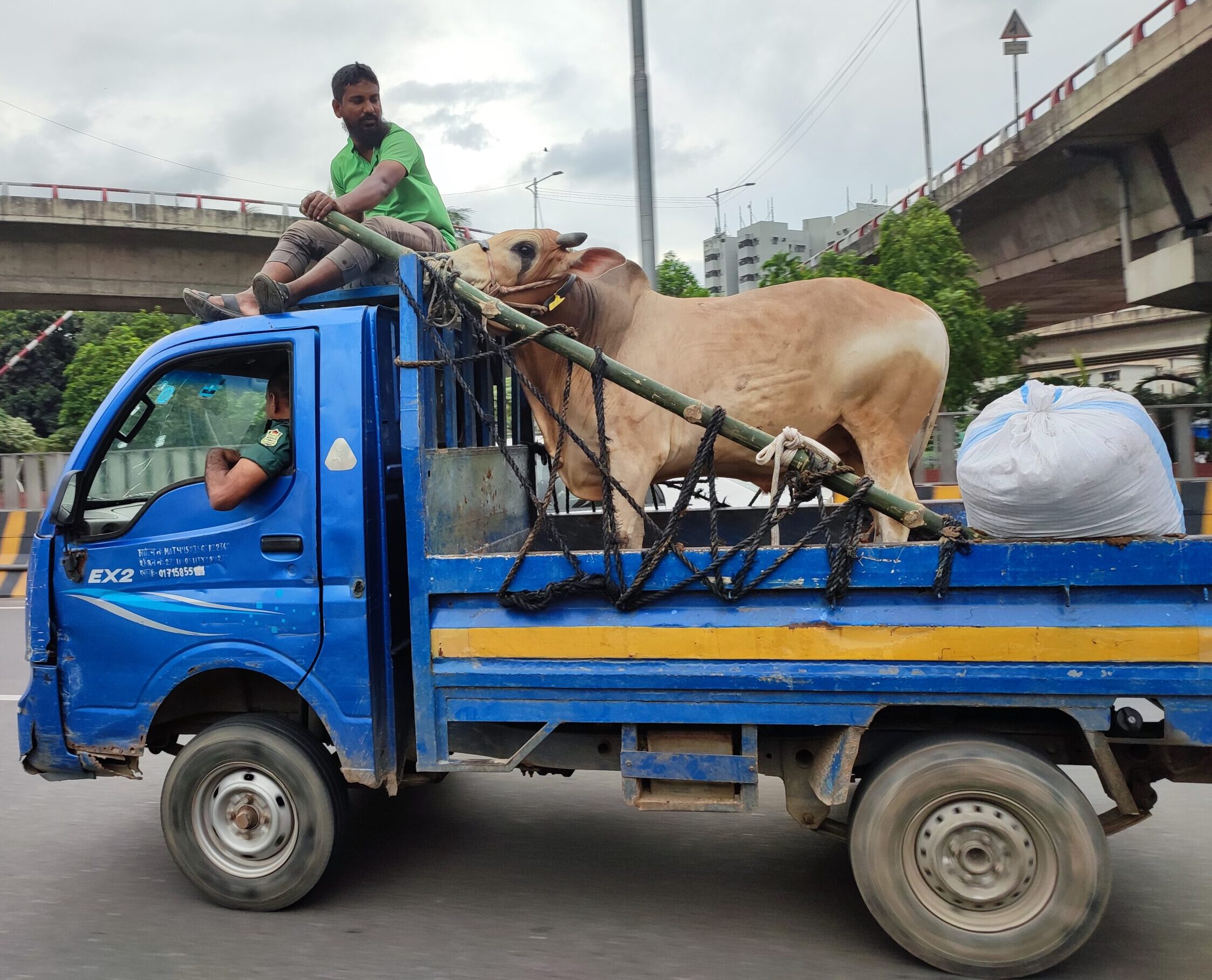 【バングラ珍百景】犠牲祭前の牛の大移動